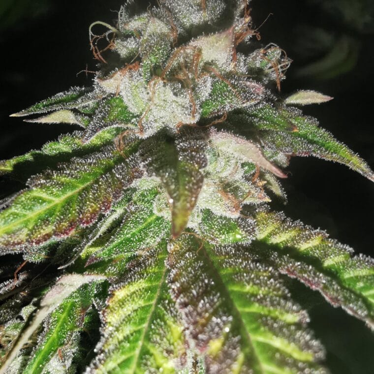 Pheno Finder Seeds Auto Watermelon Gas cannabis plant image 1