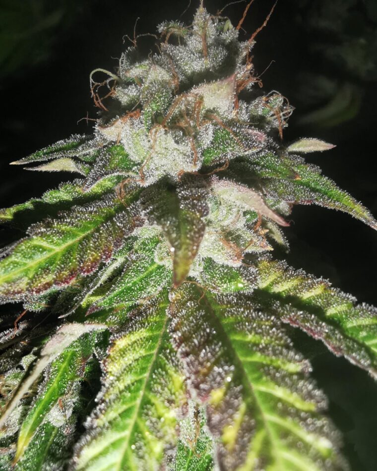 Pheno Finder Seeds Auto Watermelon Gas cannabis plant image 1