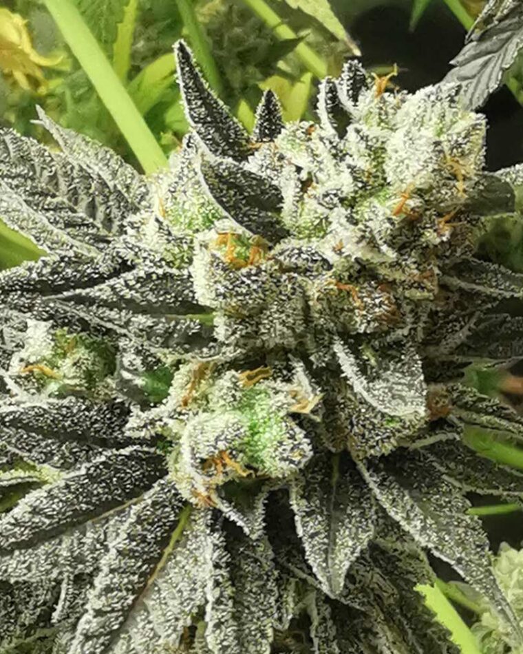 Pheno Finder Seeds Britscots OG cannabis plant image 1