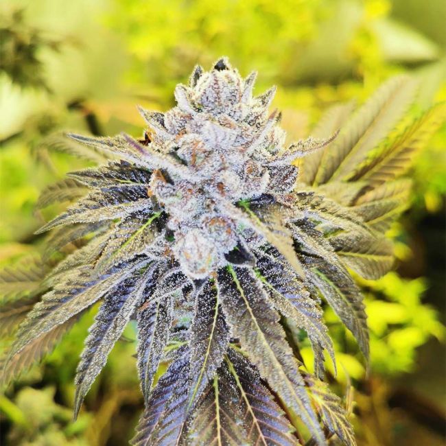 Pheno Finder Seeds Double Slurry cannabis plant image 1