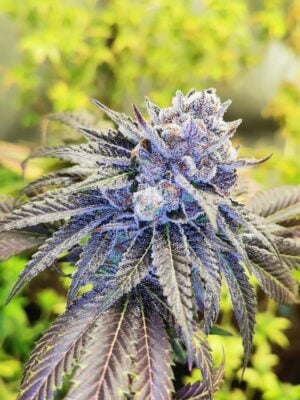 Gelato Poppaz