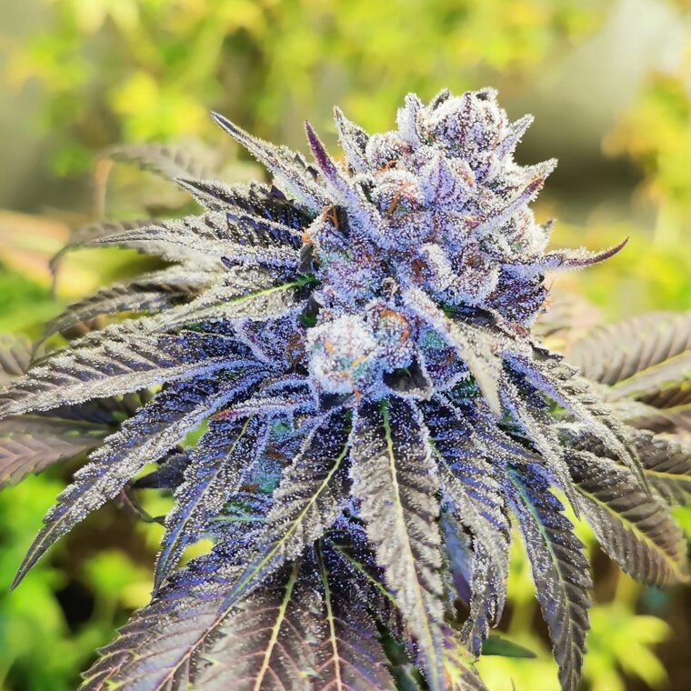 Pheno Finder Seeds Gelato Poppaz cannabis plant image 1