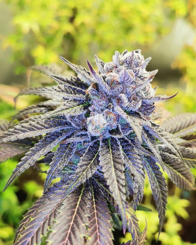 Pheno Finder Seeds Gelato Poppaz cannabis plant image 1