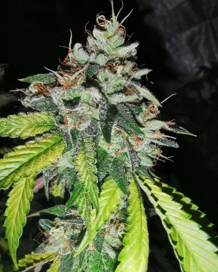 Pheno Finder Seeds Notorious Z cannabis plant image 1