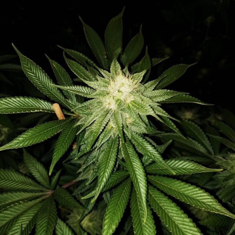 Pheno Finder Seeds Peach Gasoline cannabis plant image 1