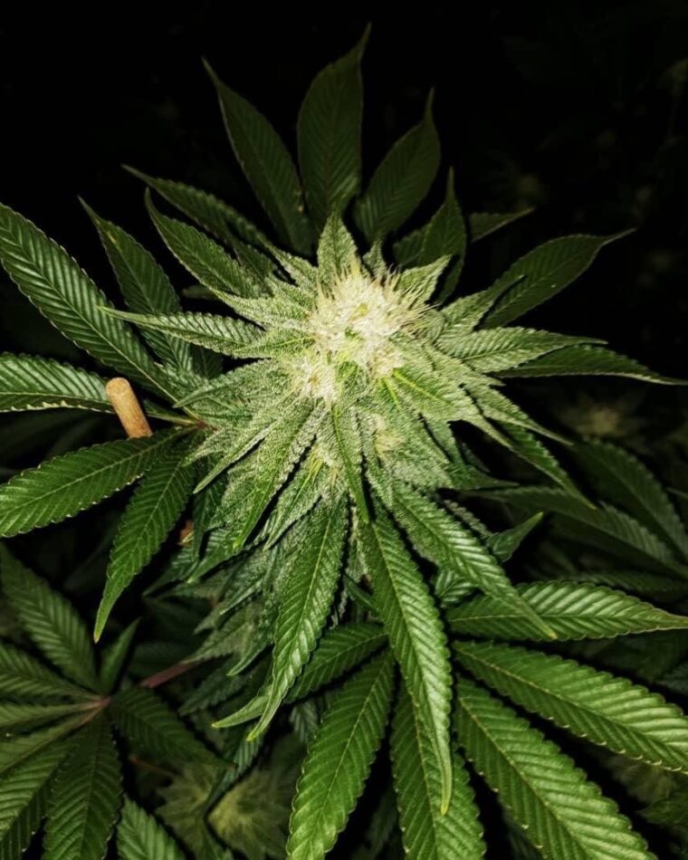 Pheno Finder Seeds Peach Gasoline cannabis plant image 1