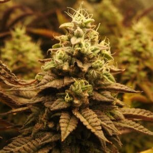 Pheno Finder Seeds Pineapple Cubez cannabis plant image 1