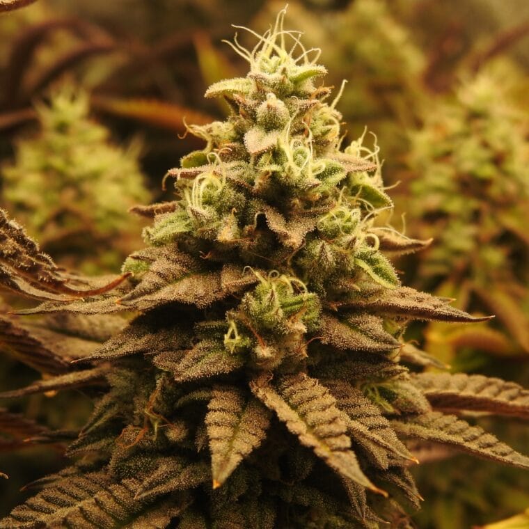 Pheno Finder Seeds Pineapple Cubez cannabis plant image 1