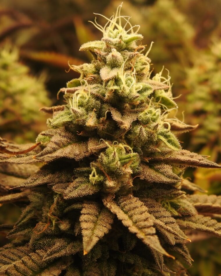 Pheno Finder Seeds Pineapple Cubez cannabis plant image 1
