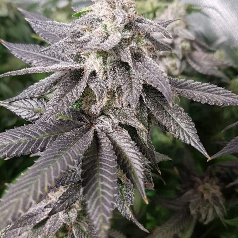 Pheno Finder Seeds White Chocolate Orange cannabis plant image 1