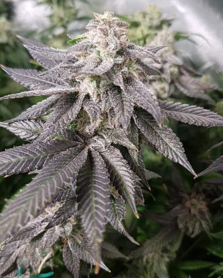 Pheno Finder Seeds White Chocolate Orange cannabis plant image 1