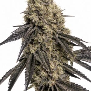 Pillows R1 by Seed City Bulk Cannabis Seeds plant image