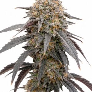 Pink Payton by Seed City Bulk Cannabis Seeds plant image
