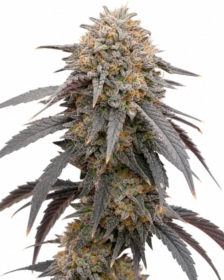 Pink Payton by Seed City Bulk Cannabis Seeds plant image