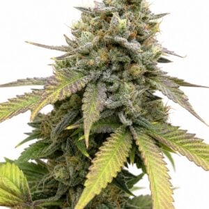 Planet of the Grapes TRIPLOID by Seed City Bulk Cannabis Seeds plant image