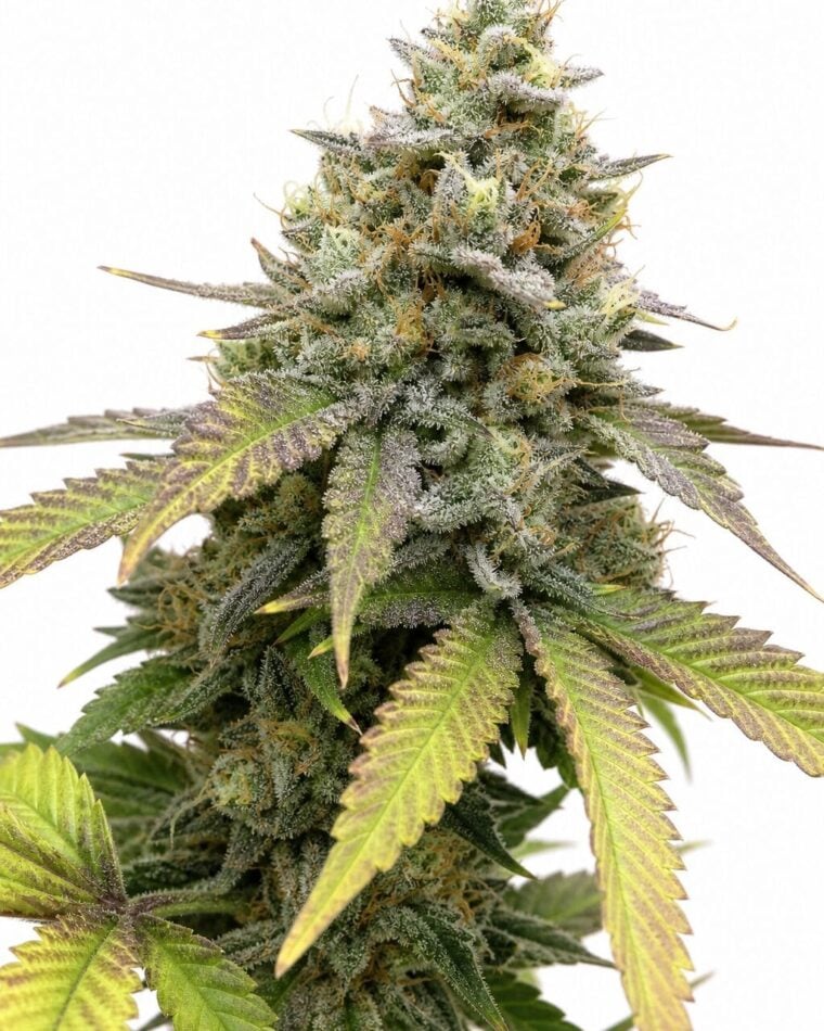 Planet of the Grapes TRIPLOID by Seed City Bulk Cannabis Seeds auga attēls