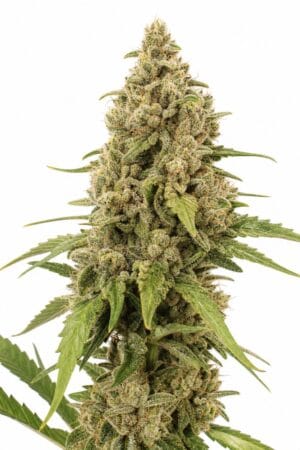 Professor Trichome – Apple Fritter