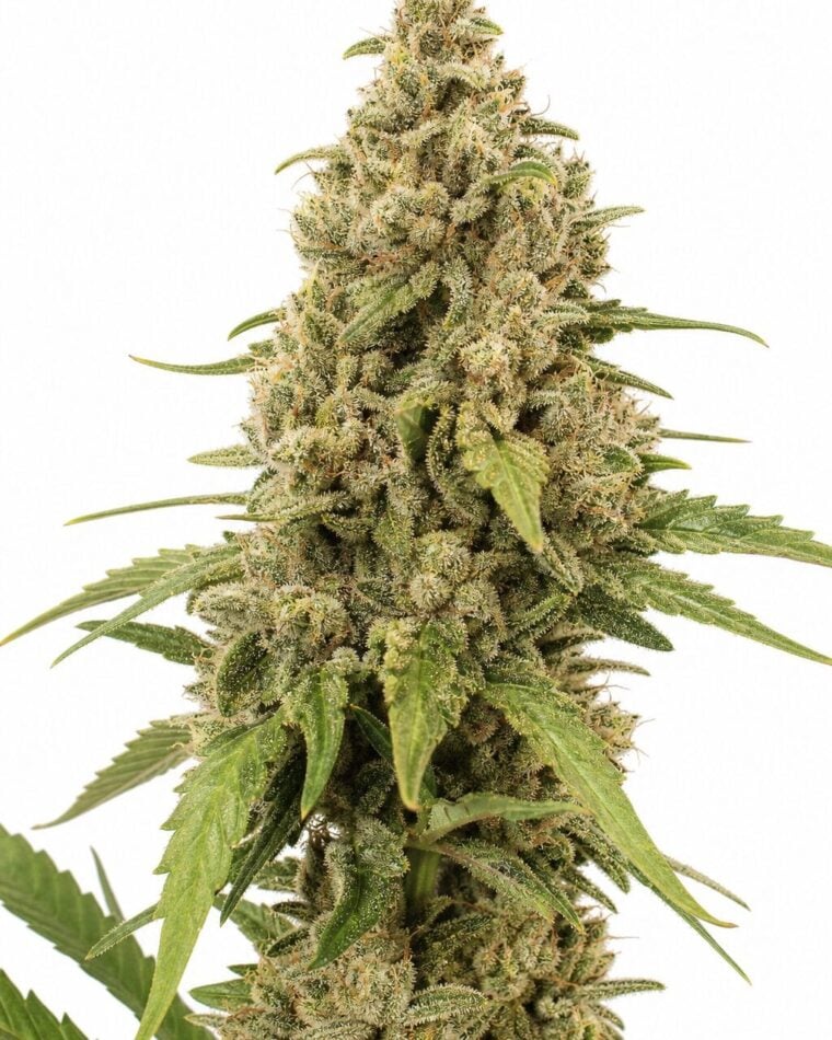 Professor Trichome - Apple Fritter by Seed City Bulk Cannabis Seeds plant image