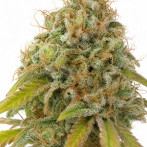 Professor Trichome - Auto Gorilla #4 by Seed City Bulk Cannabis Seeds plant image