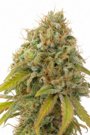 Professor Trichome – Auto Gorilla #4