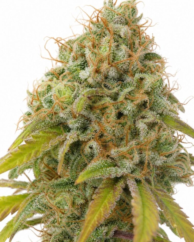 Professor Trichome - Auto Gorilla #4 by Seed City Bulk Cannabis Seeds plant image