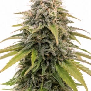 Professor Trichome - Auto Stardawg by Seed City Bulk Cannabis Seeds plant image