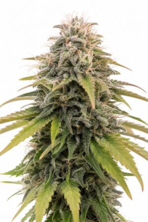 Professor Trichome – Auto Stardawg