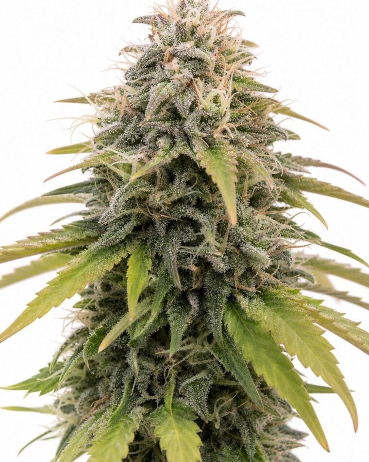 Professor Trichome - Auto Stardawg by Seed City Bulk Cannabis Seeds plant image