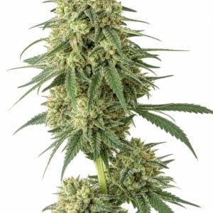 Professor Trichome - Banana Kush by Seed City Bulk Cannabis Seeds plant image