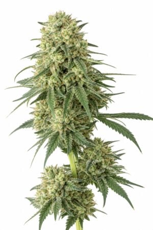 Professor Trichome – Banana Kush