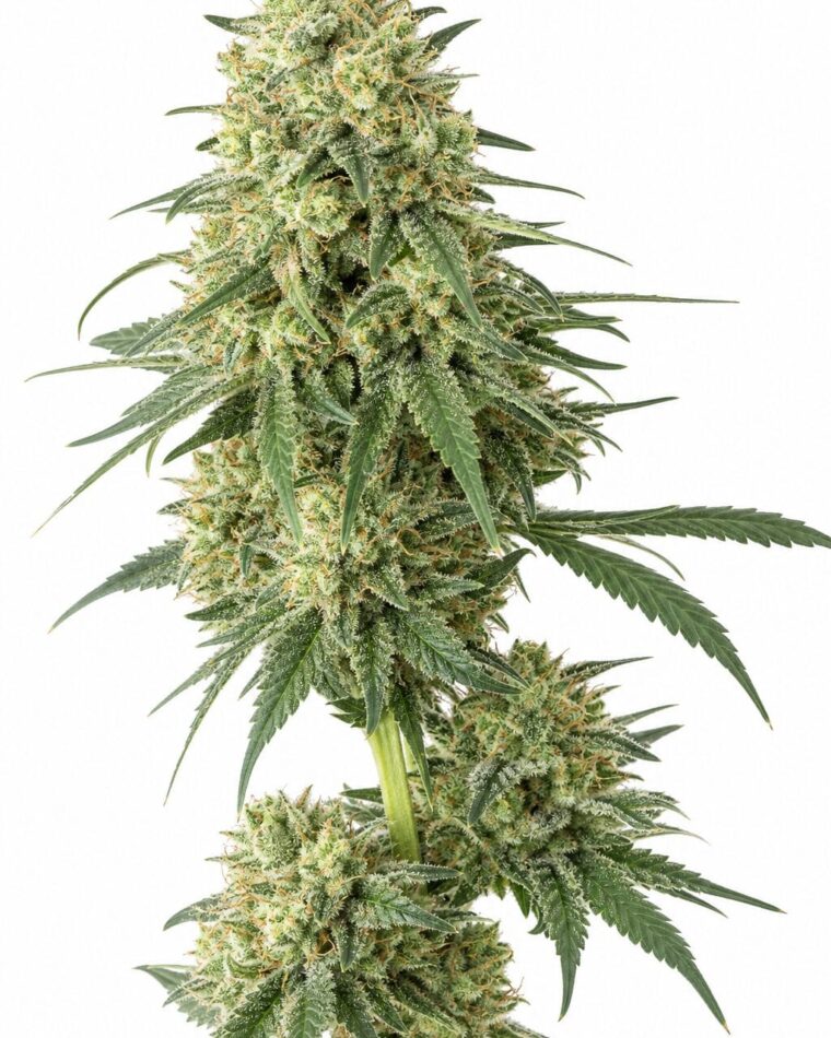 Professor Trichome - Banana Kush by Seed City Bulk Cannabis Seeds plant image