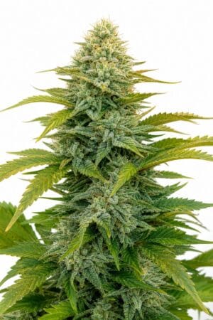 Professor Trichome – Banana Punch