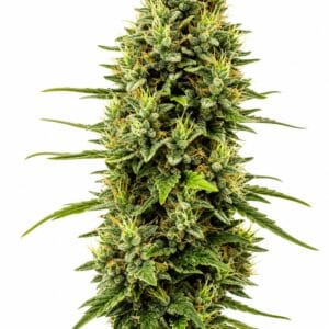 Professor Trichome - Birthday Cake by Seed City Bulk Cannabis Seeds plant image