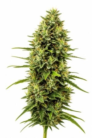Professor Trichome – Birthday Cake