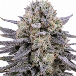 Professor Trichome - Black Cherry Soda by Seed City Bulk Cannabis Seeds plant image
