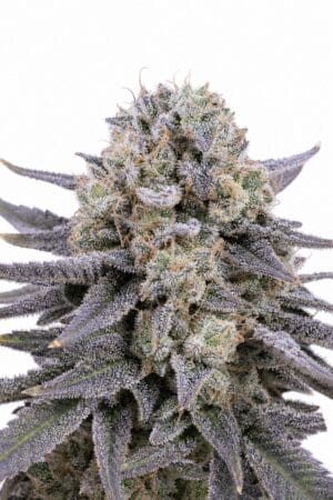 Professor Trichome – Black Cherry Soda