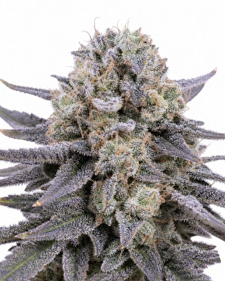Professor Trichome - Black Cherry Soda by Seed City Bulk Cannabis Seeds plant image