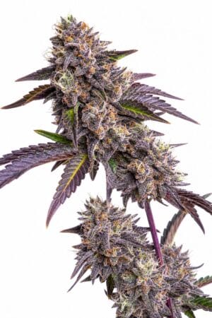 Professor Trichome – Blue Moonrocks
