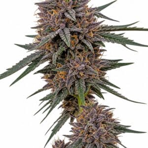 Professor Trichome - Blueberry x Girl Scout Cookies by Seed City Bulk Cannabis Seeds plant image