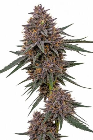 Professor Trichome – Blueberry x Girl Scout Cookies