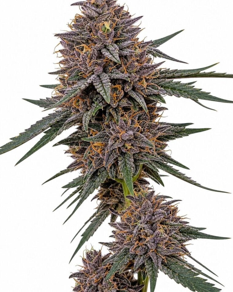 Professor Trichome - Blueberry x Girl Scout Cookies by Seed City Bulk Cannabis Seeds plant image