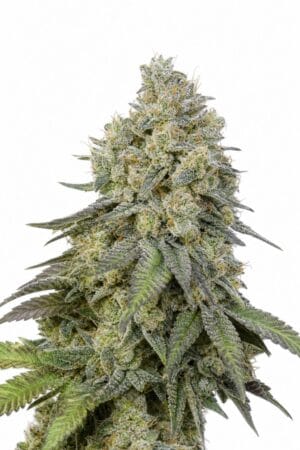 Professor Trichome – Bruce Banner