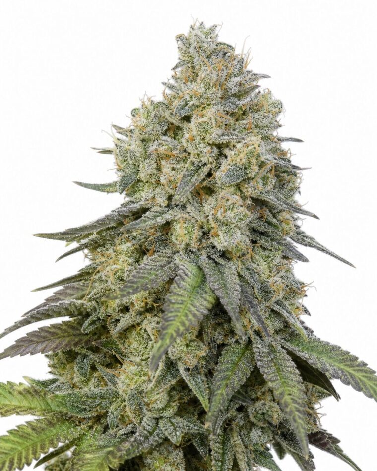 Professor Trichome - Bruce Banner by Seed City Bulk Cannabis Seeds plant image