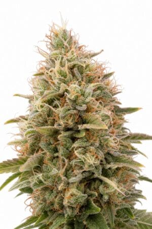Professor Trichome – Chemdawg