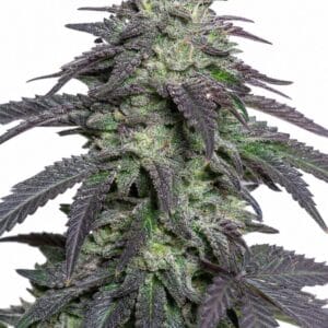 Professor Trichome - Cherry Pie by Seed City Bulk Cannabis Seeds plant image