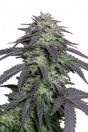 Professor Trichome – Cherry Pie