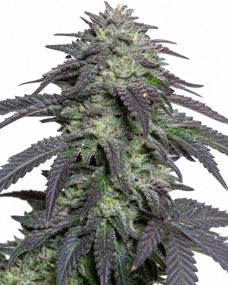 Professor Trichome - Cherry Pie by Seed City Bulk Cannabis Seeds plant image