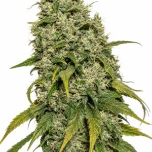 Professor Trichome - Do-Si-Dos by Seed City Bulk Cannabis Seeds plant image