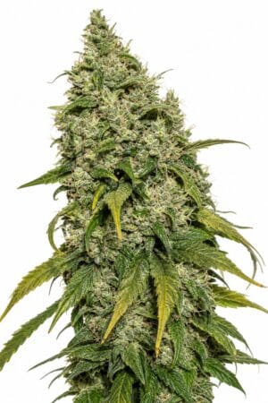 Professor Trichome – Do-Si-Dos