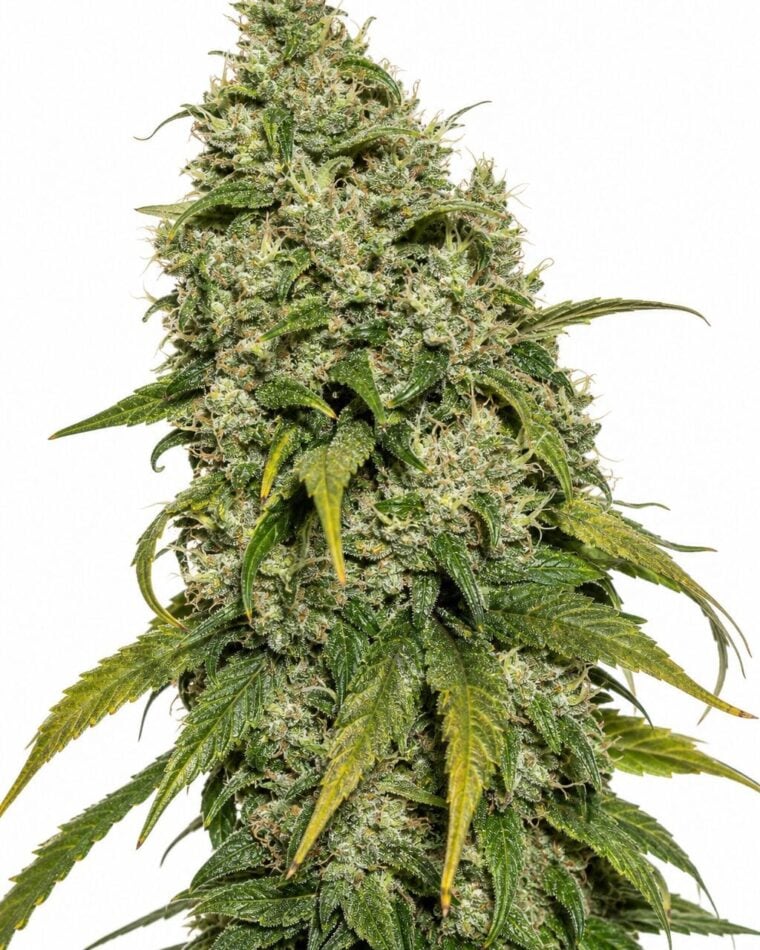 Professor Trichome - Do-Si-Dos by Seed City Bulk Cannabis Seeds plant image